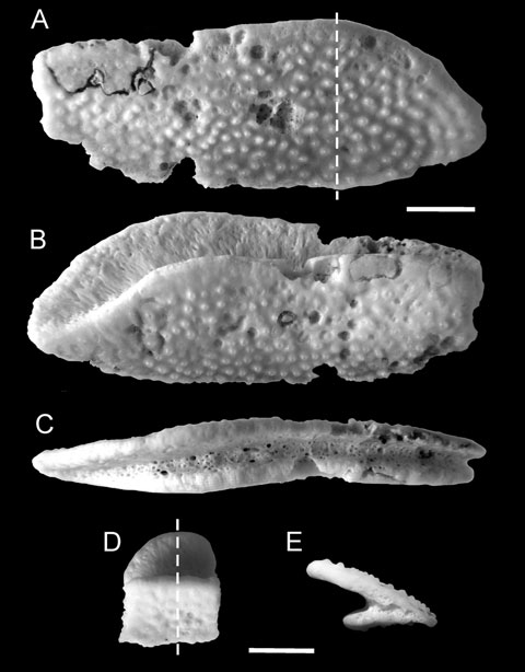 科普龟类知识视频展示,所有龟鳖类动物