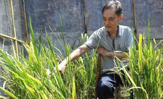 1980广西水稻亩产多少斤,灌阳县水稻亩产