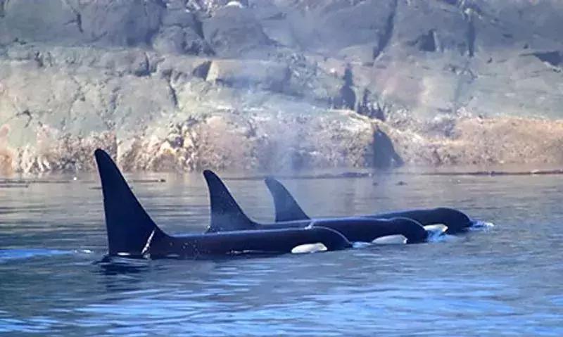 朋友圈代购真实案例,揭露各种海外代购真相