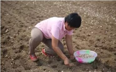 种植大蒜的利润是多少钱一亩,大蒜种植过程中的注意事项