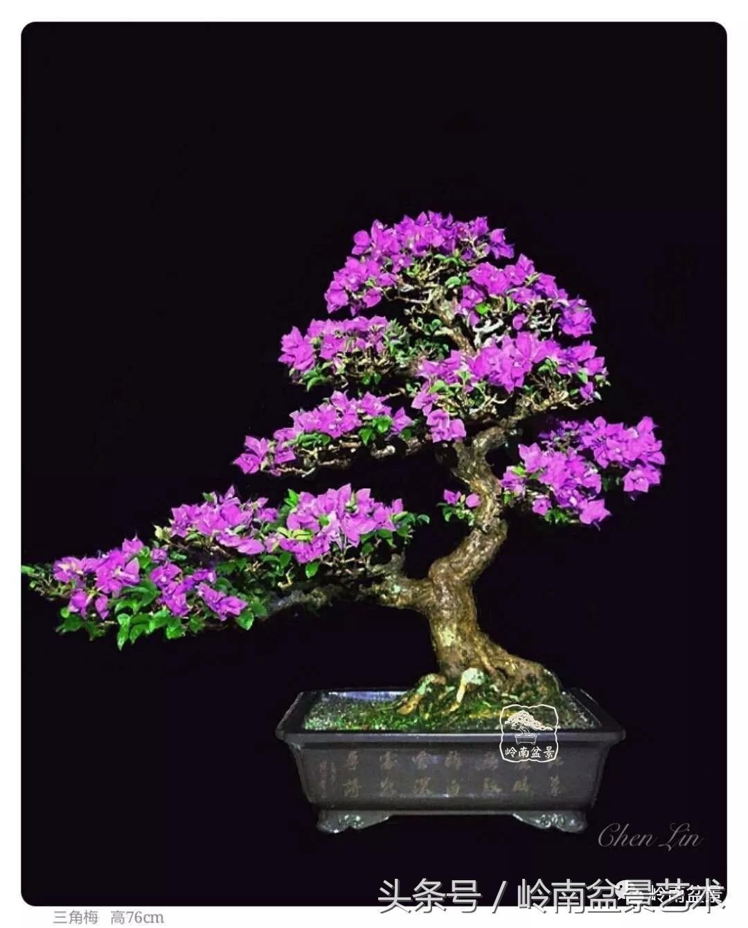 精品掌中宝三角梅盆景,顶级国宝级三角梅盆景