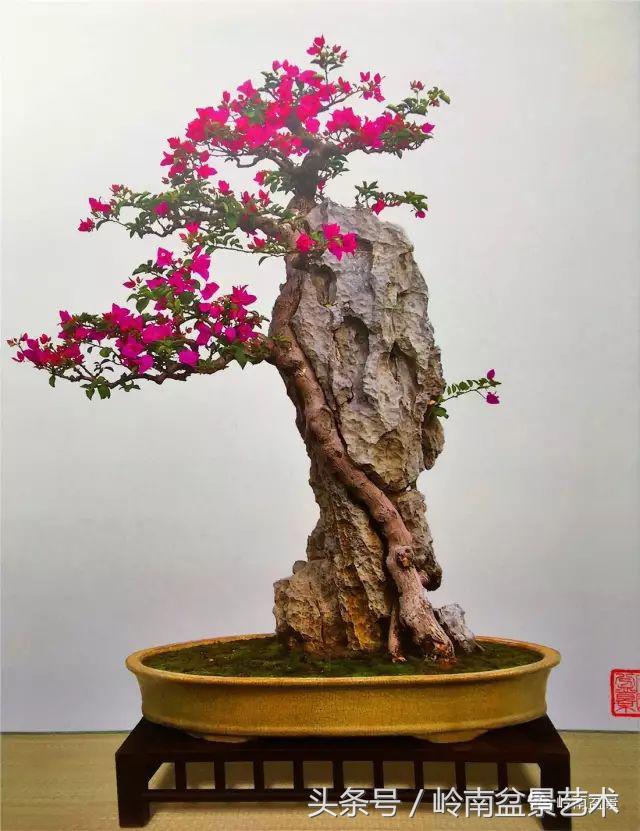 精品掌中宝三角梅盆景,顶级国宝级三角梅盆景