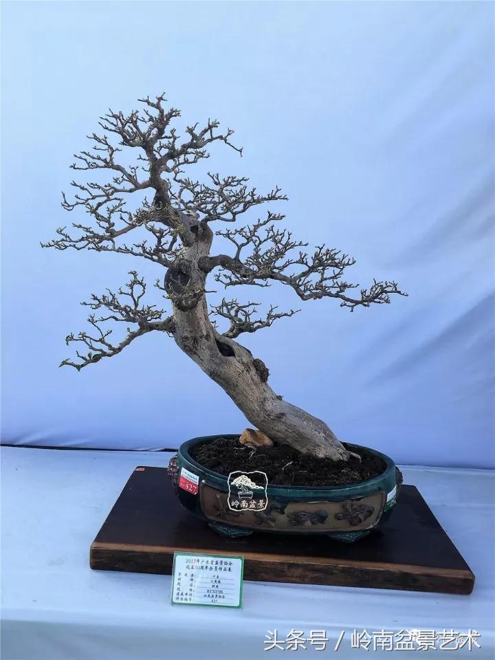 精品掌中宝三角梅盆景,顶级国宝级三角梅盆景