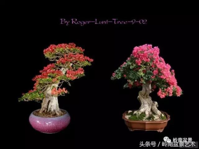 精品掌中宝三角梅盆景,顶级国宝级三角梅盆景