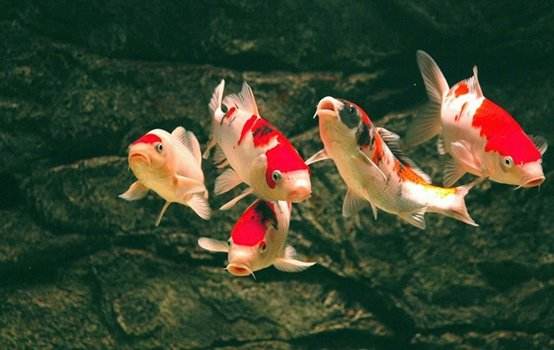 锦鲤烂嘴可以用高锰酸钾,锦鲤烂嘴烂尾用什么药