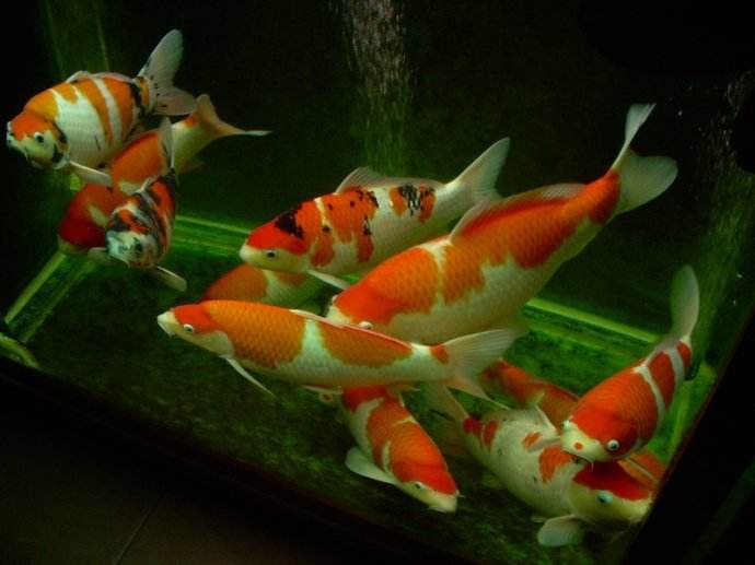 锦鲤烂嘴可以用高锰酸钾,锦鲤烂嘴烂尾用什么药