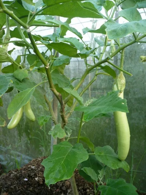 茄子，千万不能这样吃，否则后果很严重……