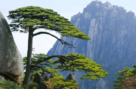 黄山“九省巡按”，江西“外国人之香”