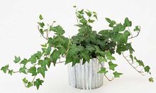 甲醛克星第一名植物好养,植物吸甲醛好还是活性炭吸甲醛好