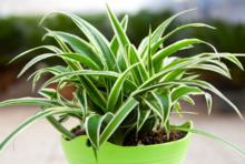 甲醛克星第一名植物好养,植物吸甲醛好还是活性炭吸甲醛好