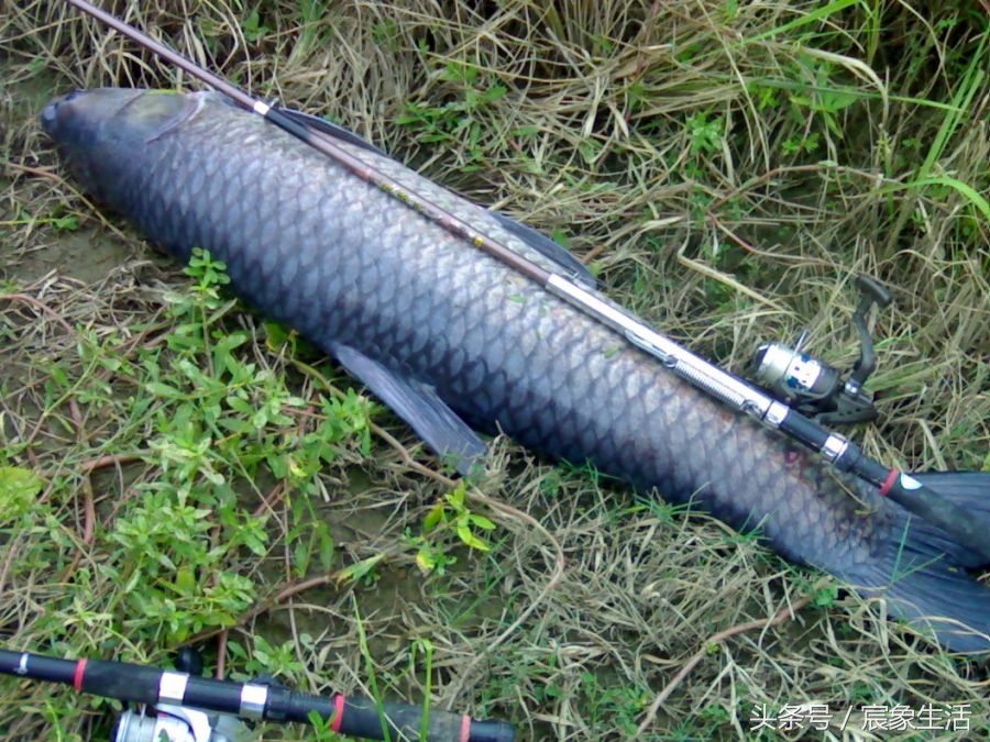 淡水鱼品种识别,溪流台钓常见鱼种