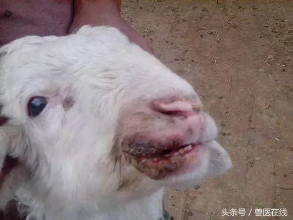 小羊烂嘴是怎么回事,怎么预防羊烂嘴病
