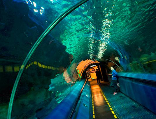 北京海底世界的美人鱼,北京海底世界海洋馆里的美人鱼