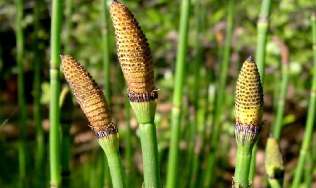农村野草，没有叶子，却价值珍贵，它还很像笔直的竹竿！