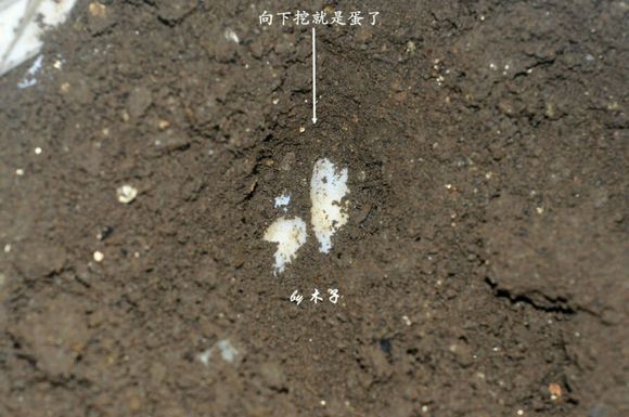 草龟繁殖经验分享孵蛋40天破壳,草龟孵化及幼龟养殖