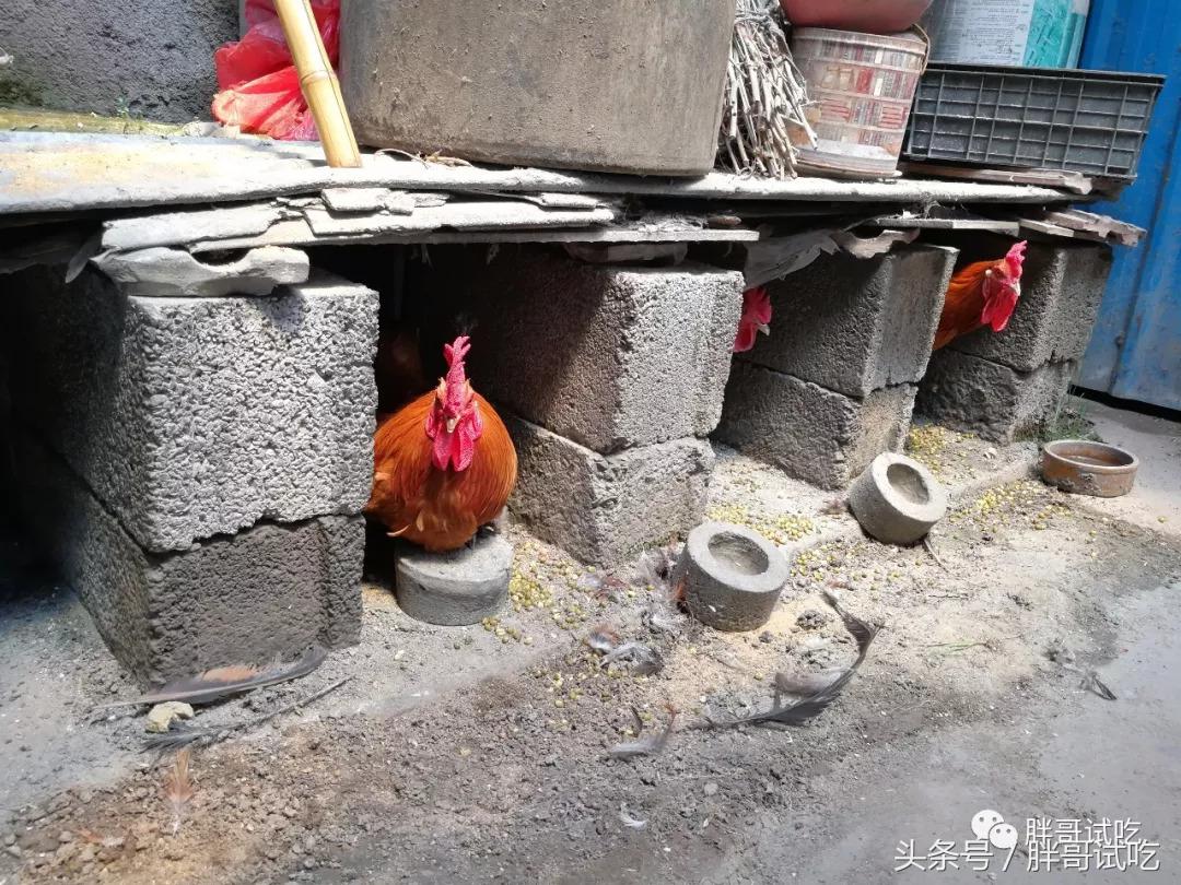 胖哥试吃大煎饼,胖哥试吃骰子糖