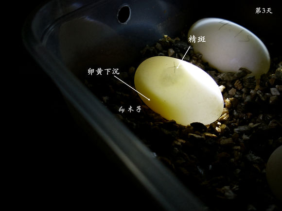 草龟繁殖经验分享孵蛋40天破壳,草龟孵化及幼龟养殖