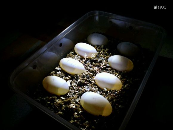 草龟繁殖经验分享孵蛋40天破壳,草龟孵化及幼龟养殖