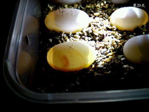 草龟繁殖经验分享孵蛋40天破壳,草龟孵化及幼龟养殖