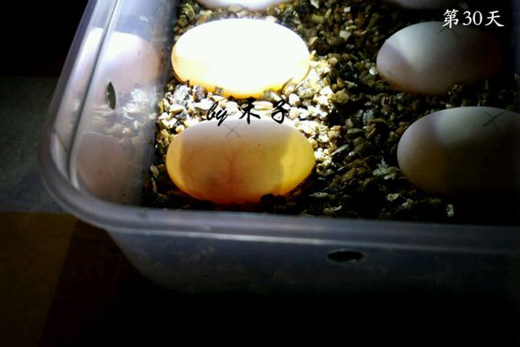 草龟繁殖经验分享孵蛋40天破壳,草龟孵化及幼龟养殖