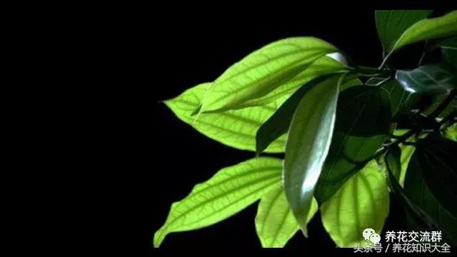 家中养什么花聚财旺家保平安,聚财旺家保平安