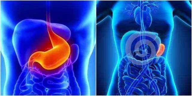 人体哪些器官可以切除不会影响,人体切除哪些器官还能继续活