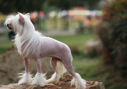 超冰脱毛用的什么机器,光滑肌肤脱毛效果好吗