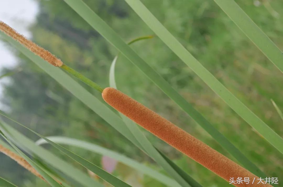 这种草制品很多人见过，但是你们真的了解它吗？