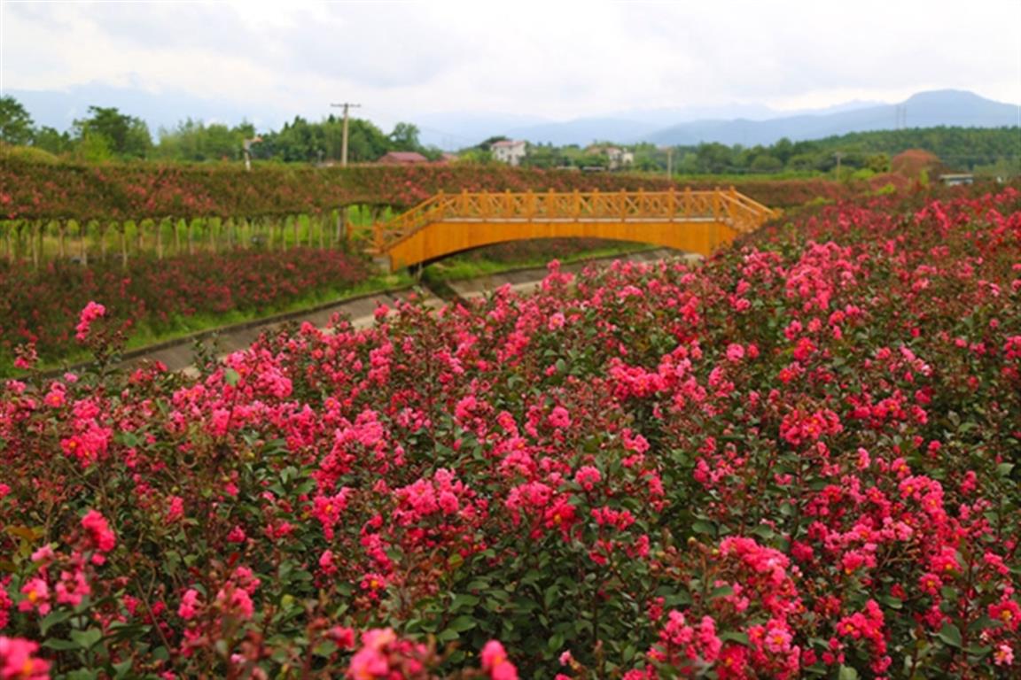 零陵百里花果生态风光带：紫薇花开迎客来