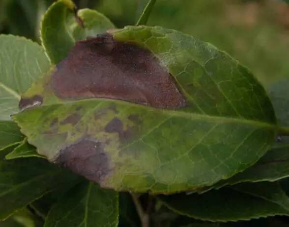 植物生病对照表,盆栽植物生病治疗方法