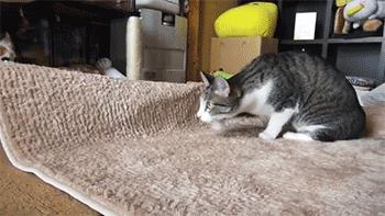 猫为什么扭屁股,猫踩后腿扭屁股