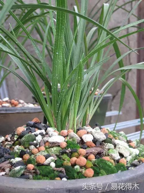 如何促使大花蕙兰兰花花芽分化,青山玉泉兰花花芽分化时间