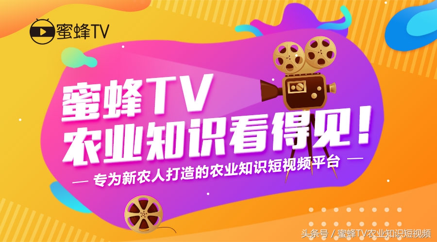 葡萄毛毡病会引起落叶吗,葡萄毛毡病用什么药治疗