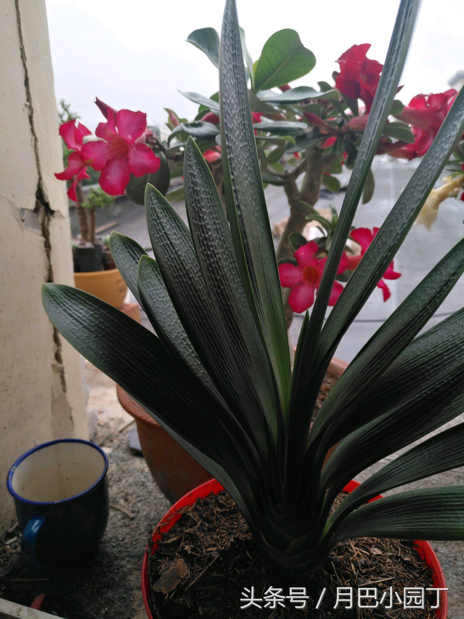 君子兰换盆用什么办法成活快点,这个季节要怎么给君子兰换盆