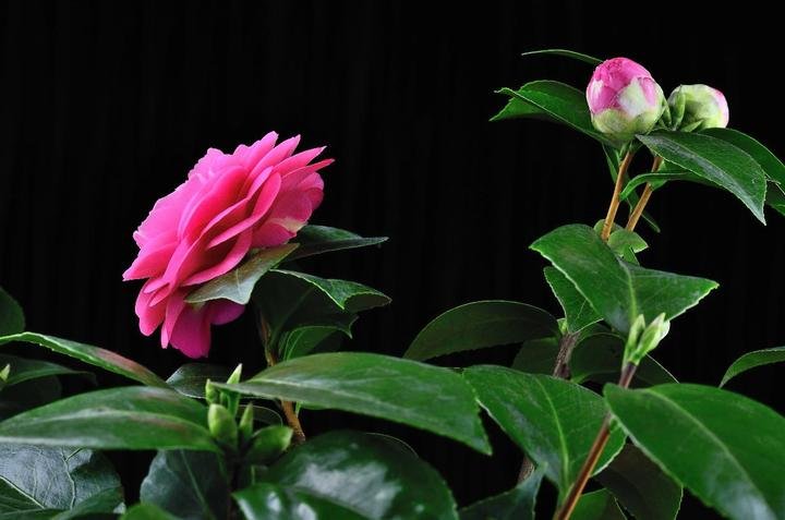 美丽好看的茶花图片,绝美茶花