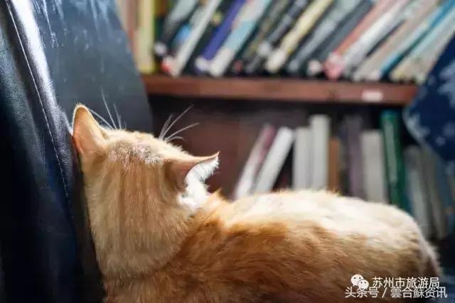 苏州必打卡书店推荐,苏州最温暖的书店
