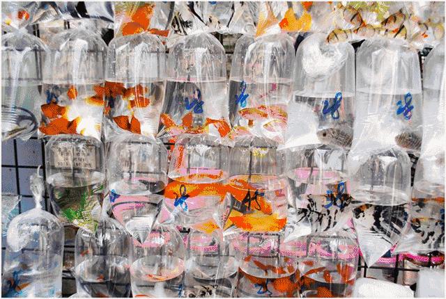 厦门到上杭高铁什么时候开始售票,厦门到石狮动车票价格