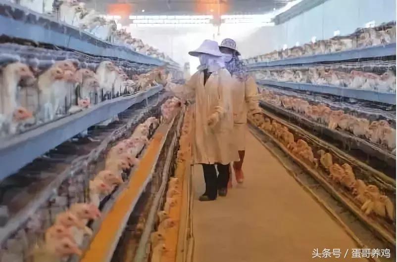 16天左右的肉鸡大量死亡怎么了,毛鸡16天死亡300只正常吗