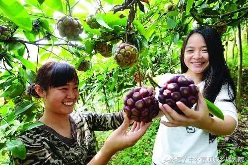目前什么水果利润空间比较高,目前最有潜力挣钱的水果