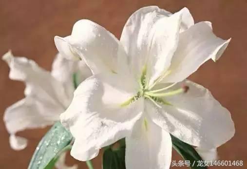 世界各国的国花视频,各国国花及花语列表