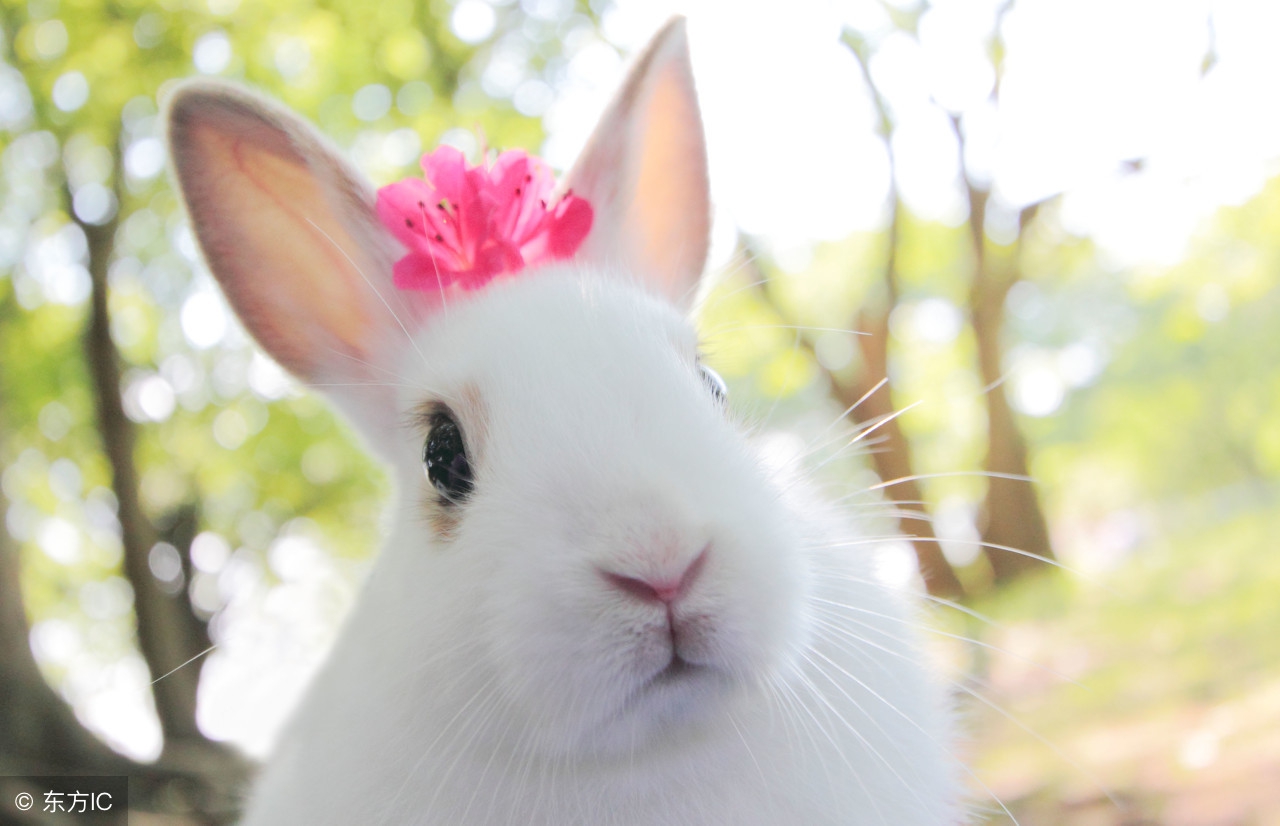 兔子的智商,兔子的动画片