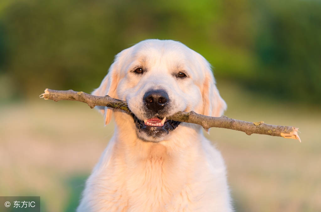 金毛幼犬多少钱一只最合适,金毛幼犬多少钱一只左右