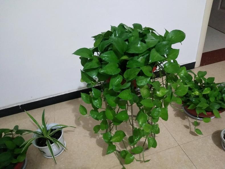 水培绿萝怎么养才能爆盆,水培绿萝怎么移植到盆里