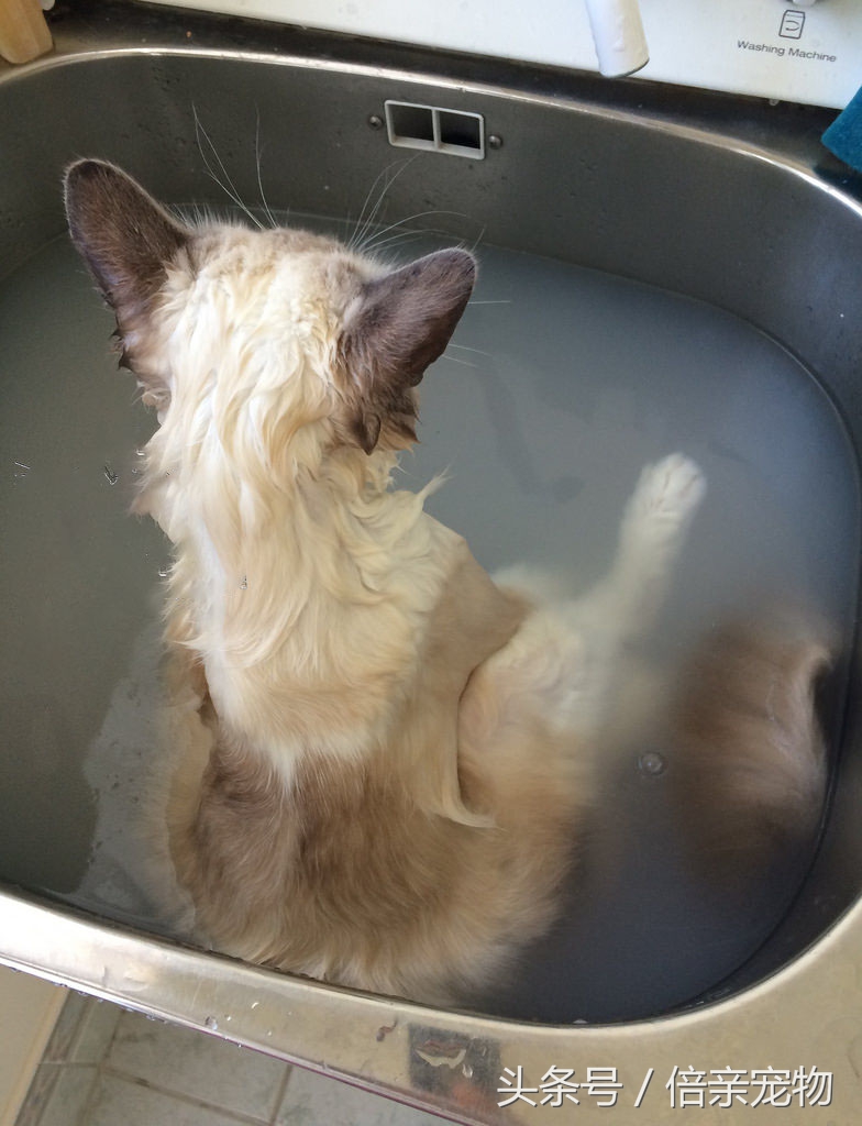 怎么给猫咪洗澡用什么沐浴露,铲屎官如何给猫咪洗澡呢