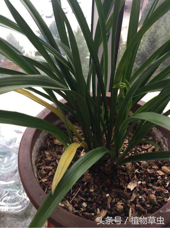 兰花上盆后必须有退草的现象吗,刚种下不久的兰花出现黄叶怎么办