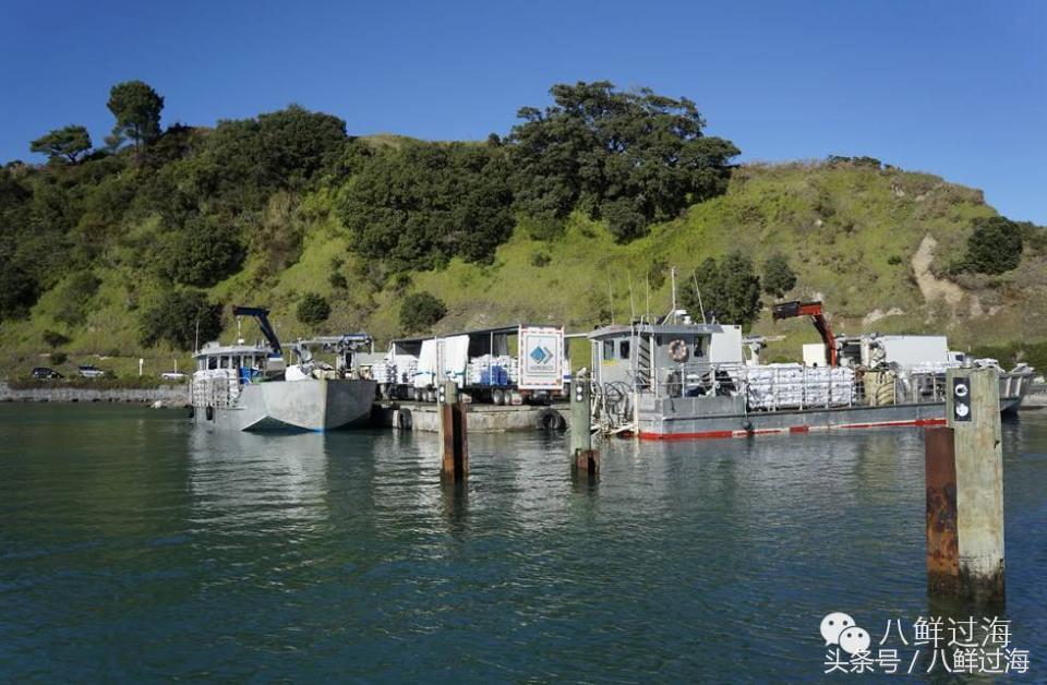 新西兰海边青口贝,新西兰赶海吃青口贝