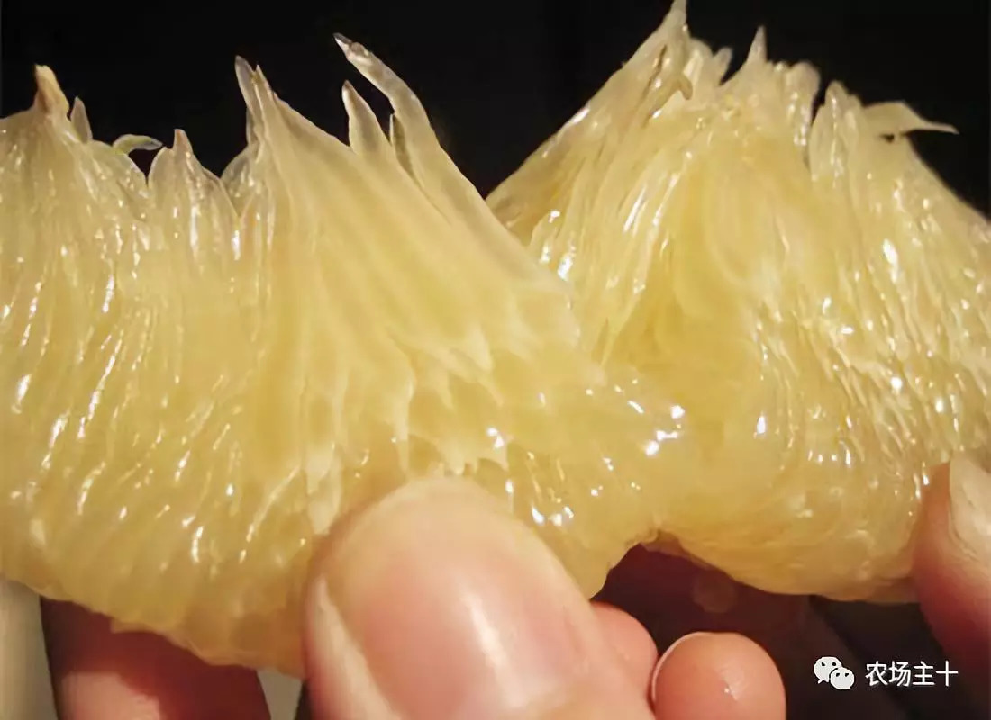 抖音、直播、黑科技，90后“新农人”这样玩转果园！