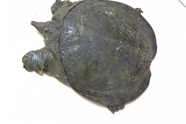 甲鱼最常见的几种做法,冬季甲鱼跟什么做才好