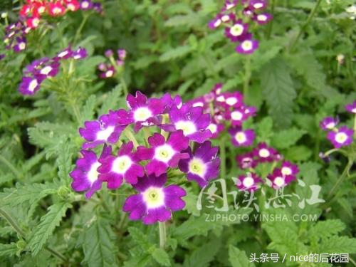 美女樱认不得？只怪它衣服太多