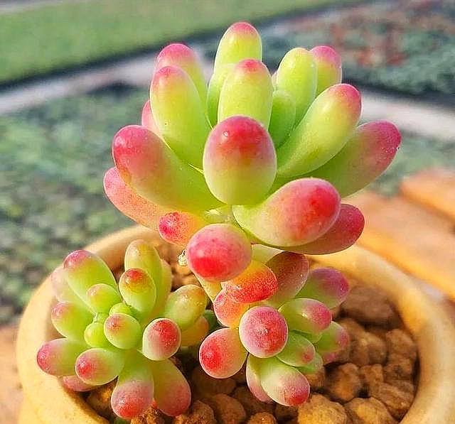 多肉植物怎么修根快呢,多肉植物修根怎么又快又干净